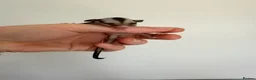 Sugar Glider rodents for sale: Joeys now OOP! 2 available  - Advert 9