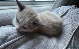 Domestic Shorthair cats for sale: Amazingly Tame, Beautiful Female Kittens  - Image 20