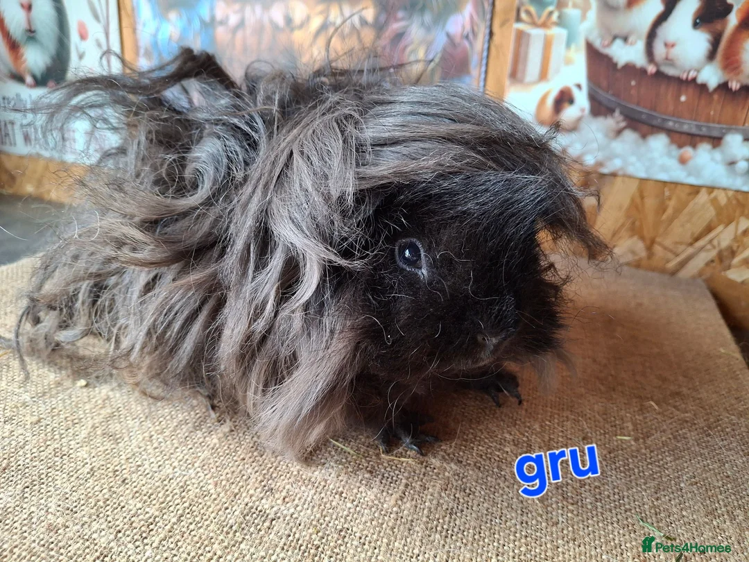 Guinea Pig rodents for sale: Lunkarya  - Advert 8