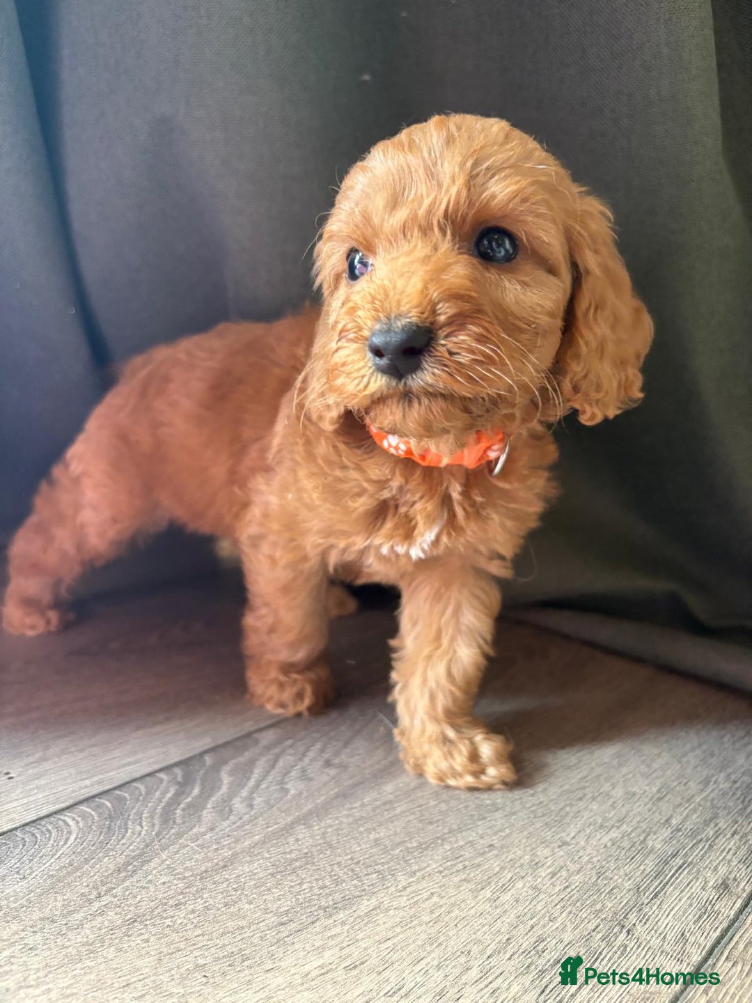 Cockapoo dogs for sale: 7 beautiful miniature cockapoos  - Image 12