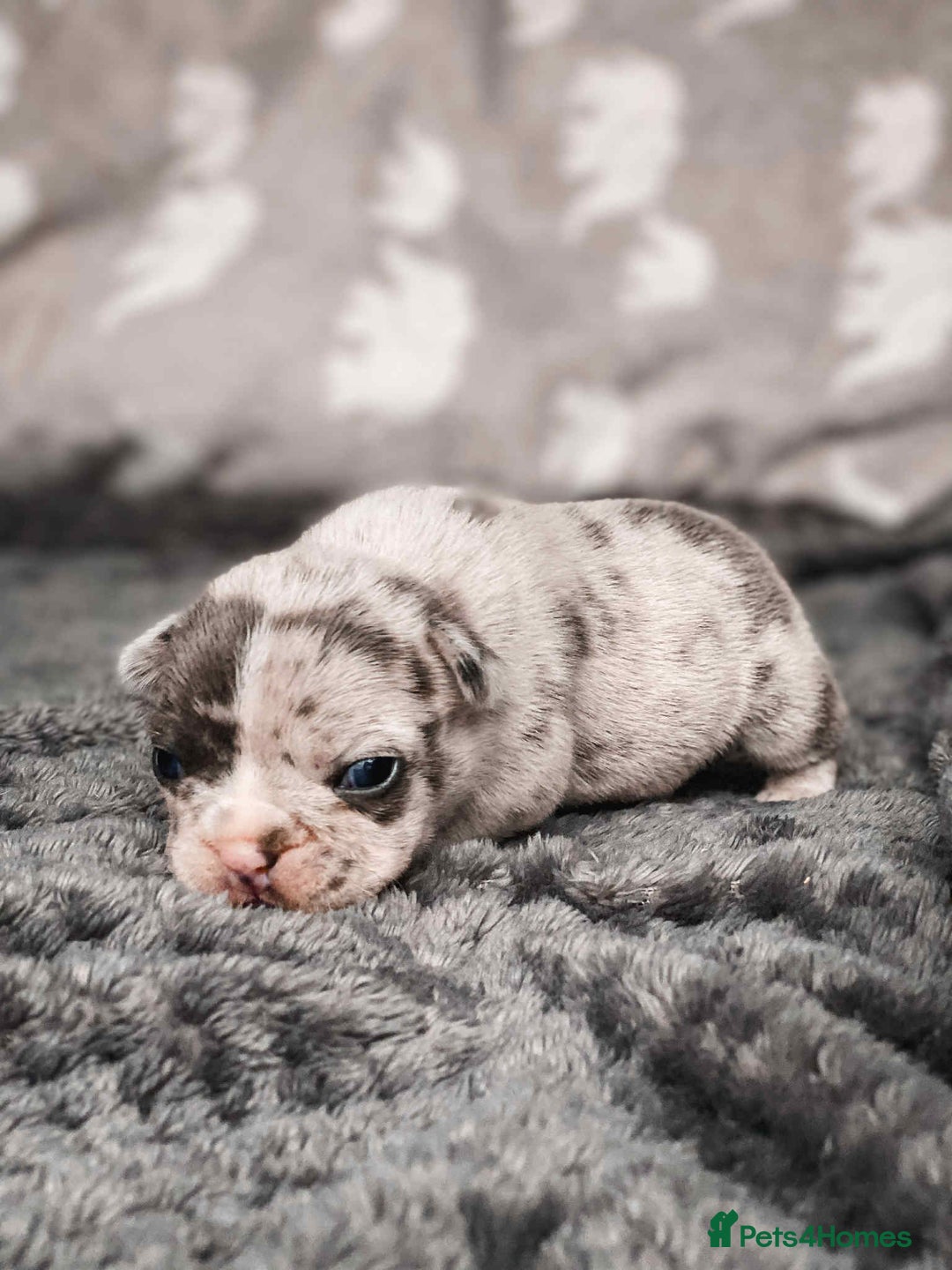 French Bulldog dogs for sale: French Bulldogs - Image 13