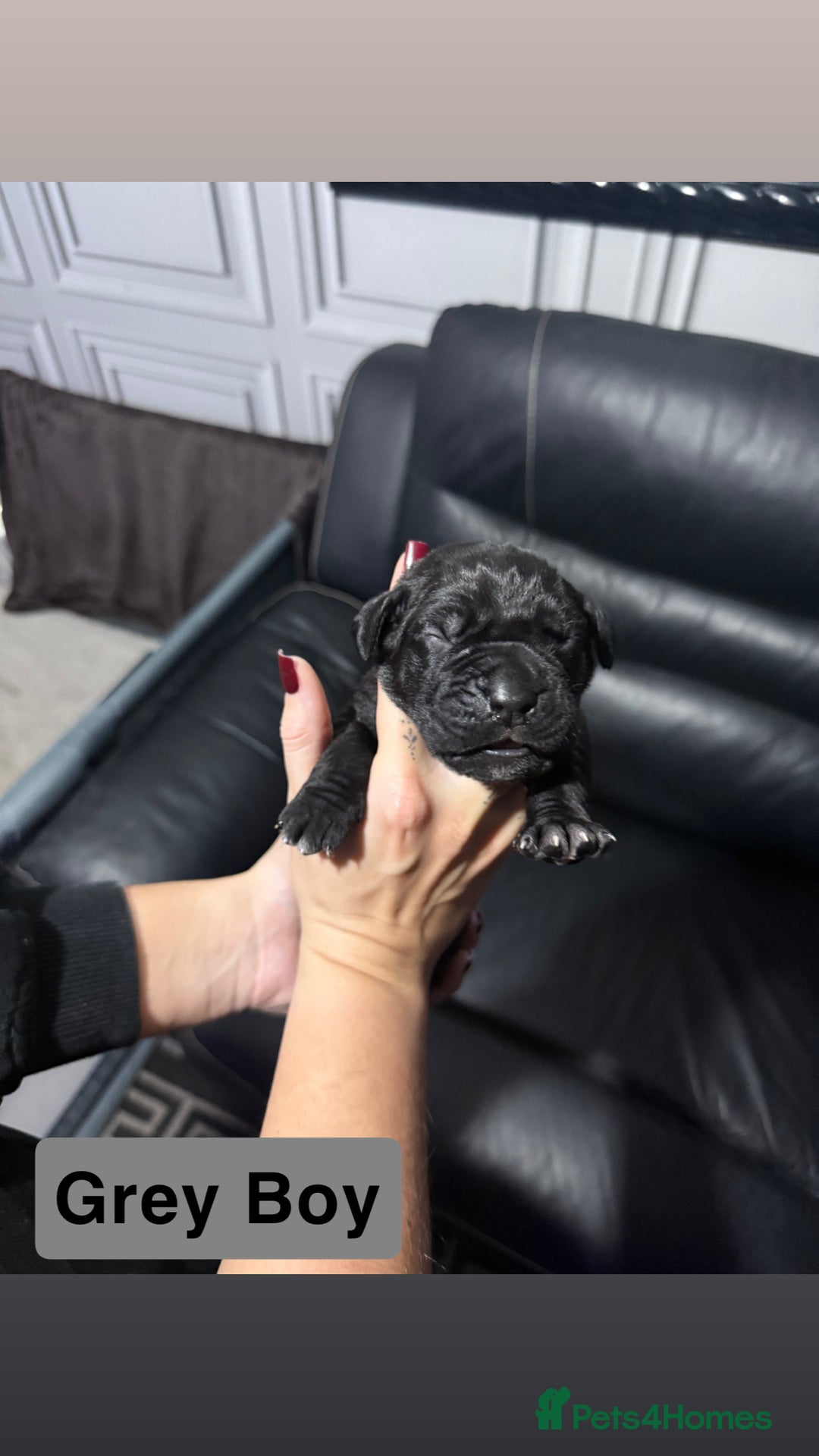 Cane Corso dogs for sale: 12 beautiful cane corso puppies 🐾 - Advert 9