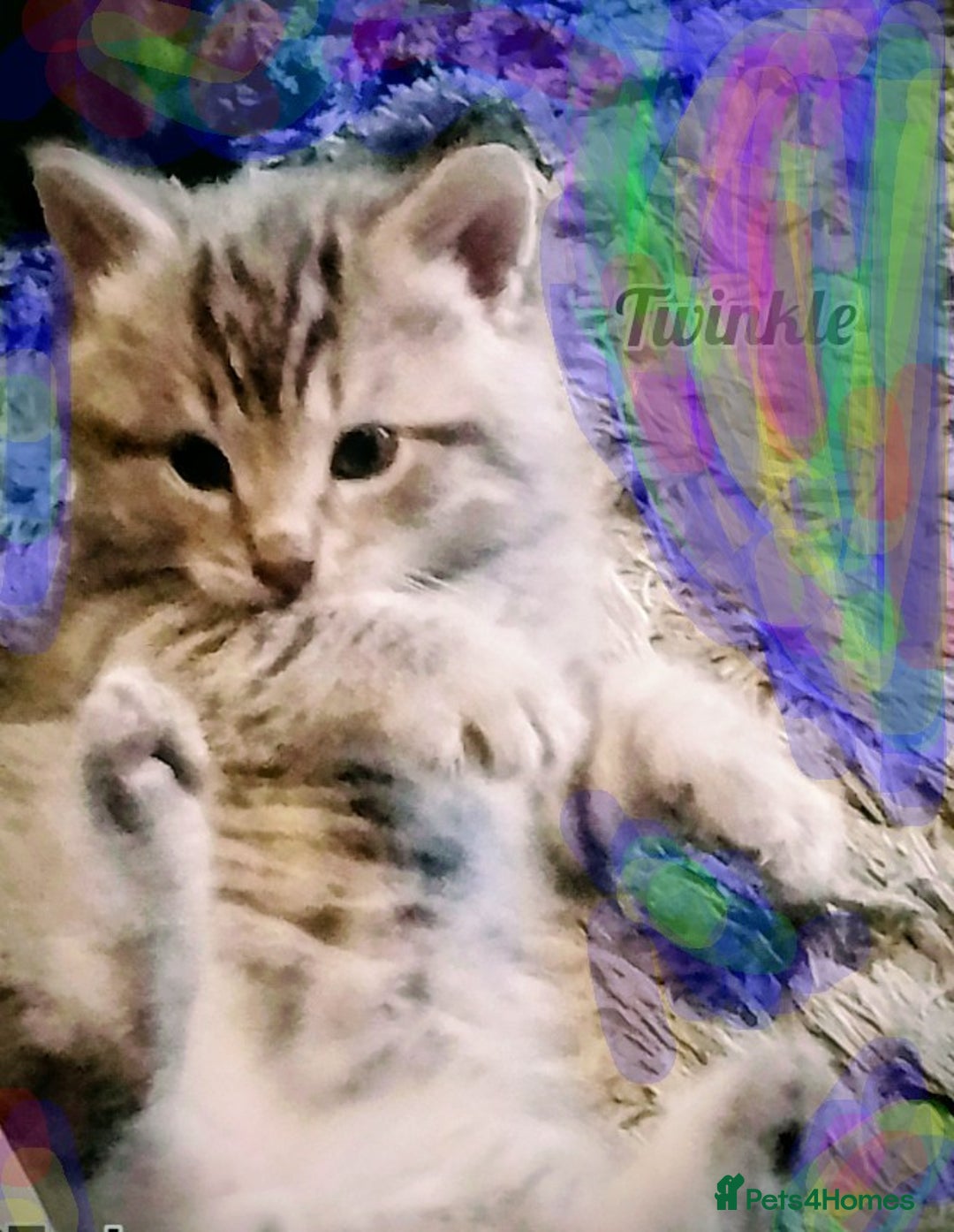 Bengal cats for sale: Mixed bengal litter  - Advert 3