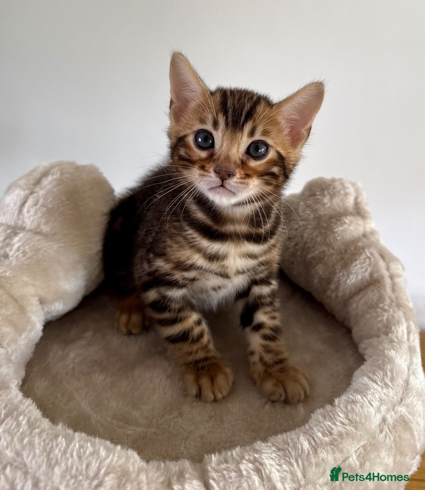 Bengal cats Exceptional TICA Registered Bengal Kittens   - Advert 1