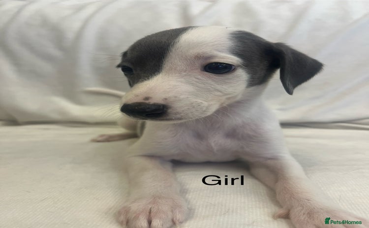Whippet dogs - Advert 1
