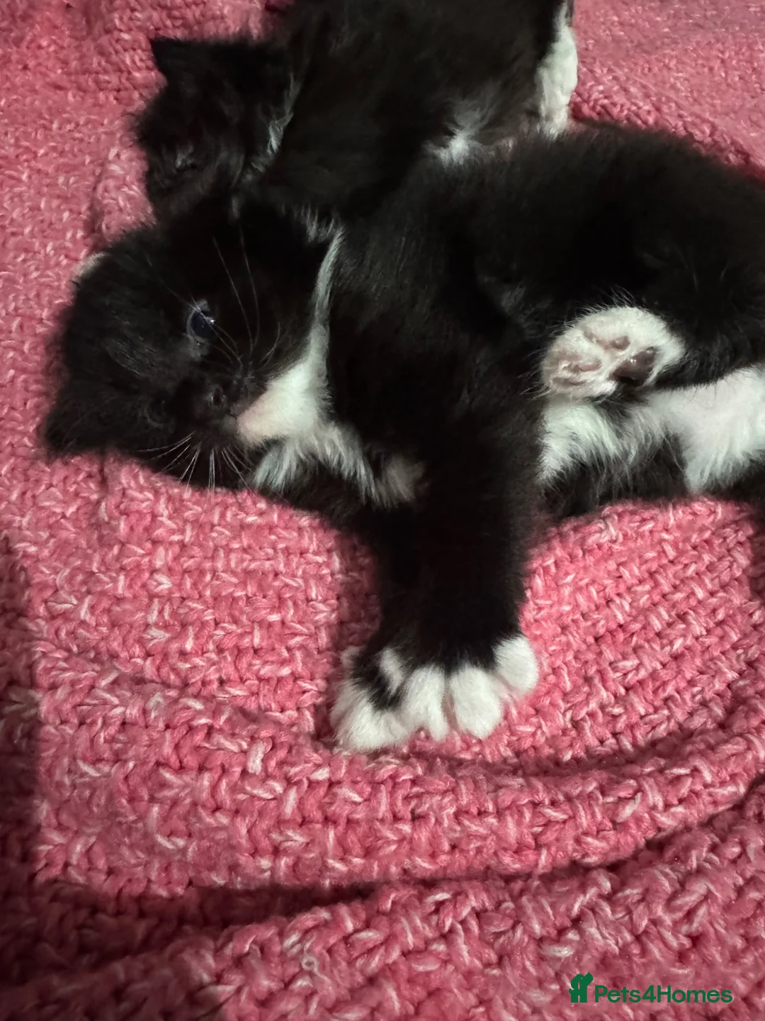 Mixed Breed cats for sale: Kittens for sale  - Advert 4