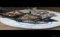 Bengal cats for sale: Male bengal - last kitten left - Image 13