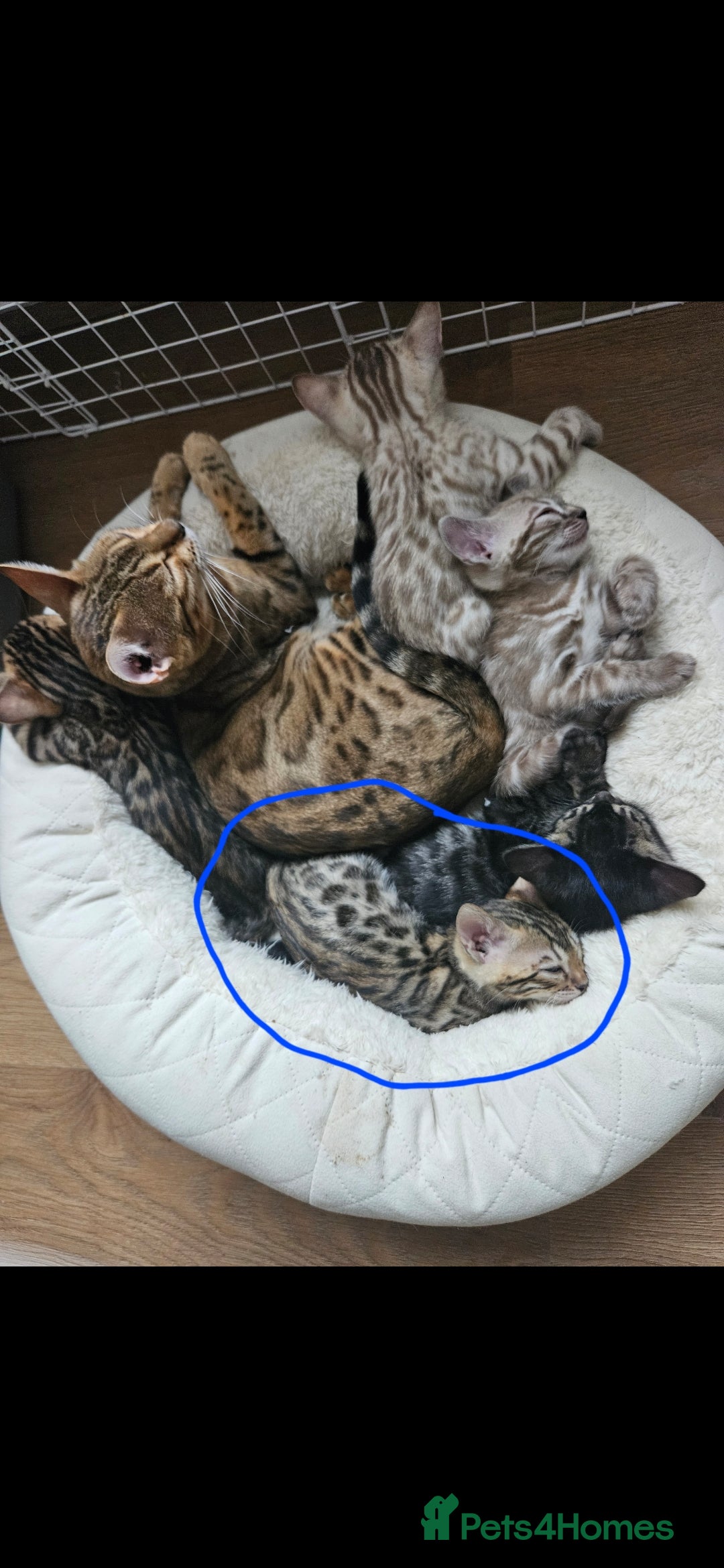 Bengal cats for sale: Male bengal - last kitten left - Image 13
