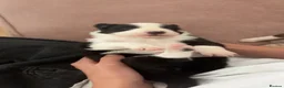 Border Collie dogs for sale: Beautiful Border Collie Puppies - Advert 12