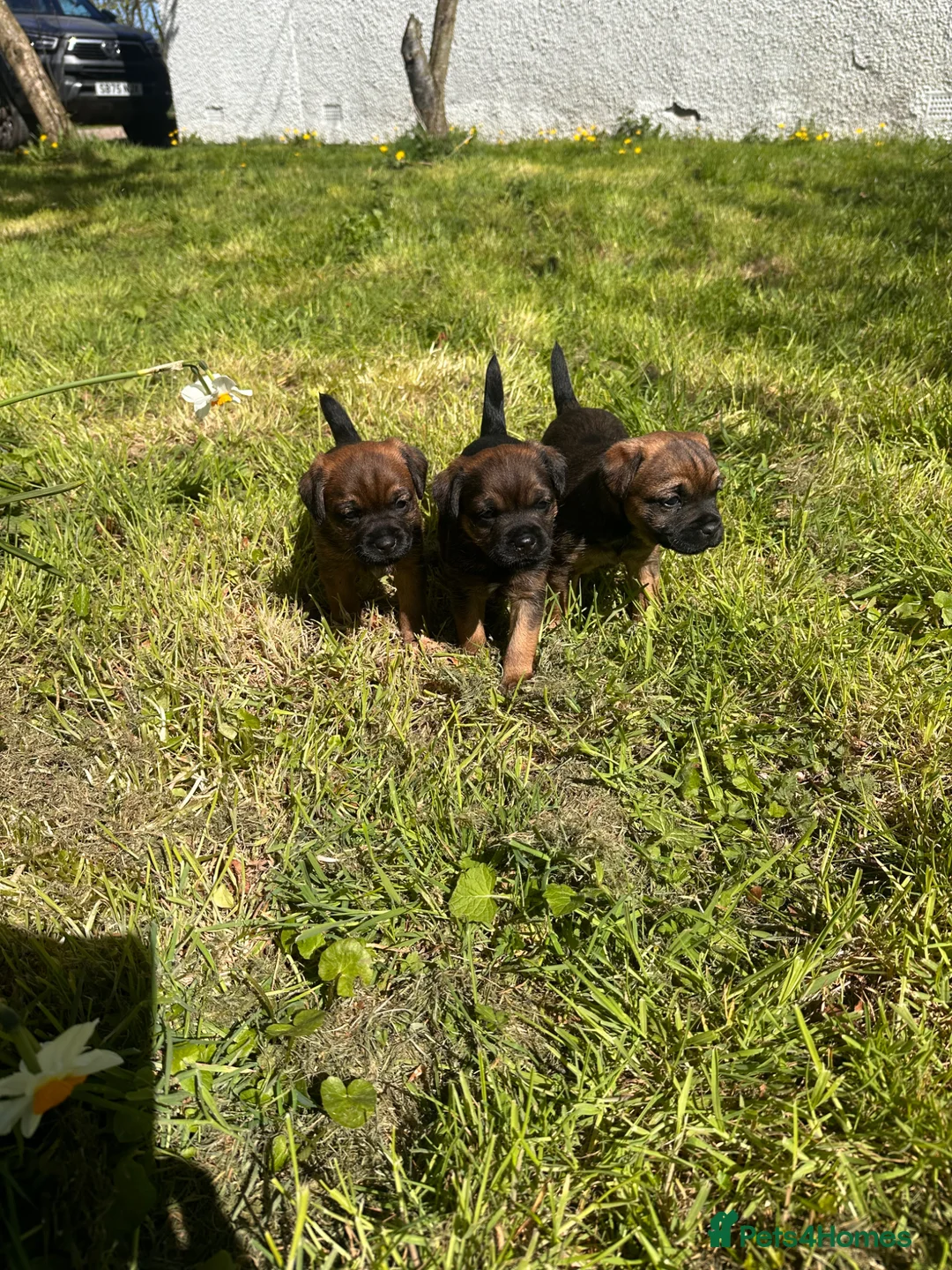 Border Terrier dogs for sale: Border terrier puppies in Lanark - Advert 16