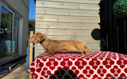 Miniature Dachshund dogs for sale: Shaded cream miniature long haired dachshund  - Image 3