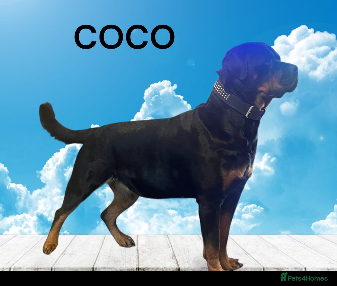 Rottweiler dogs for sale: KC chunky rottweiler puppies - Advert 7