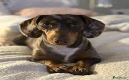 Dachshund dogs for sale: Rehoming 3 year old  - Image 2