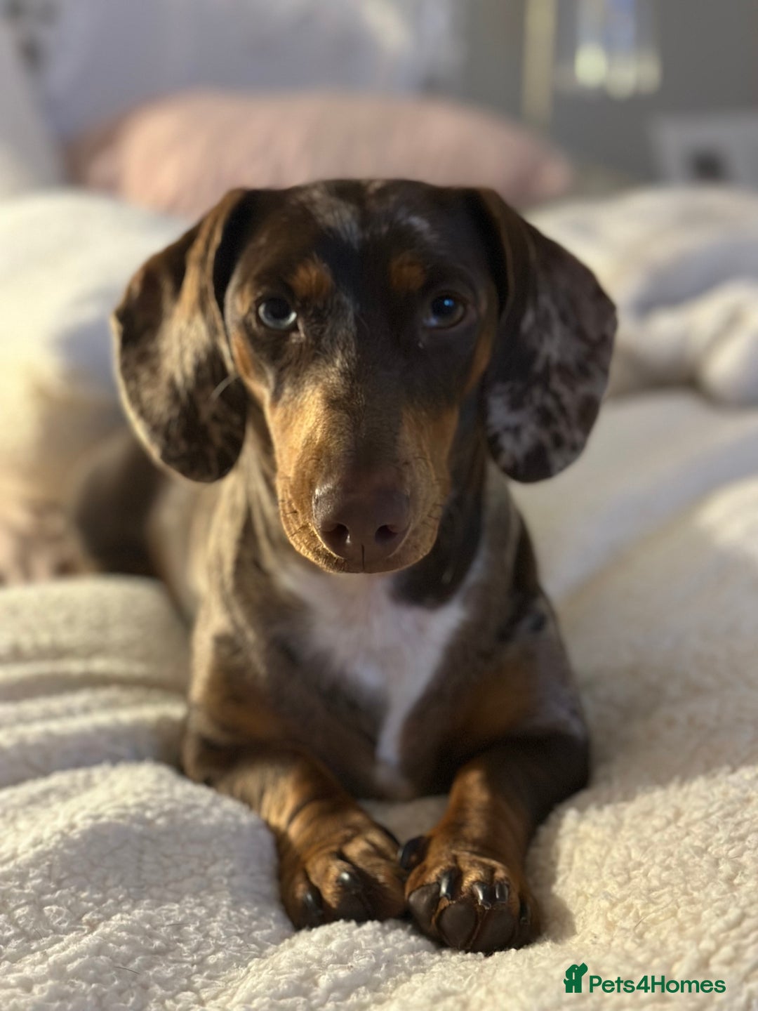 Dachshund dogs for sale: Rehoming 3 year old  - Image 2