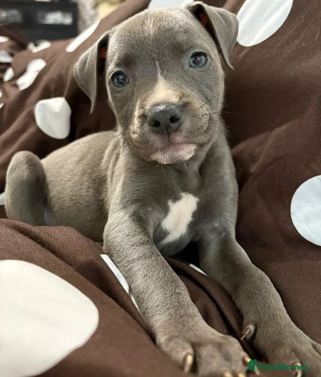 Mixed Breed dogs for sale: Blue Staffordshire bull terrier cross puppy  - Advert 1