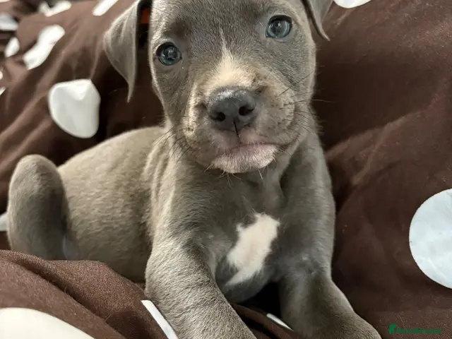 Mixed Breed dogs for sale: Blue Staffordshire bull terrier cross puppy - Advert 2