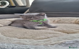 British Shorthair cats for sale: 3 BEAUTIFUL BSH KITTENS FOR SALE 2 Blue 1 Lilac - Image 11