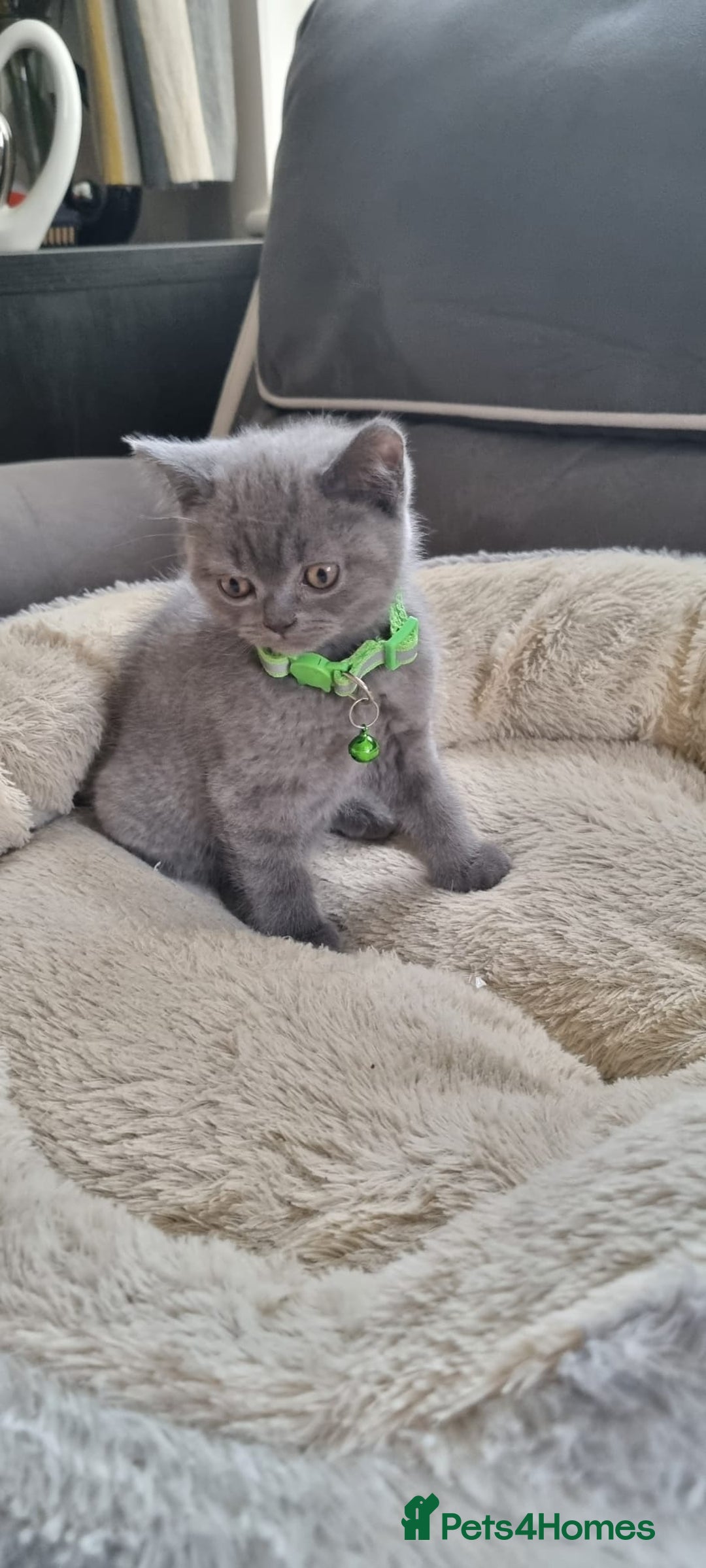 British Shorthair cats for sale: 3 BEAUTIFUL BSH KITTENS FOR SALE 2 Blue 1 Lilac - Image 11