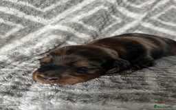Miniature Dachshund dogs for sale: Beautiful Miniature Dachshunds  - Image 14
