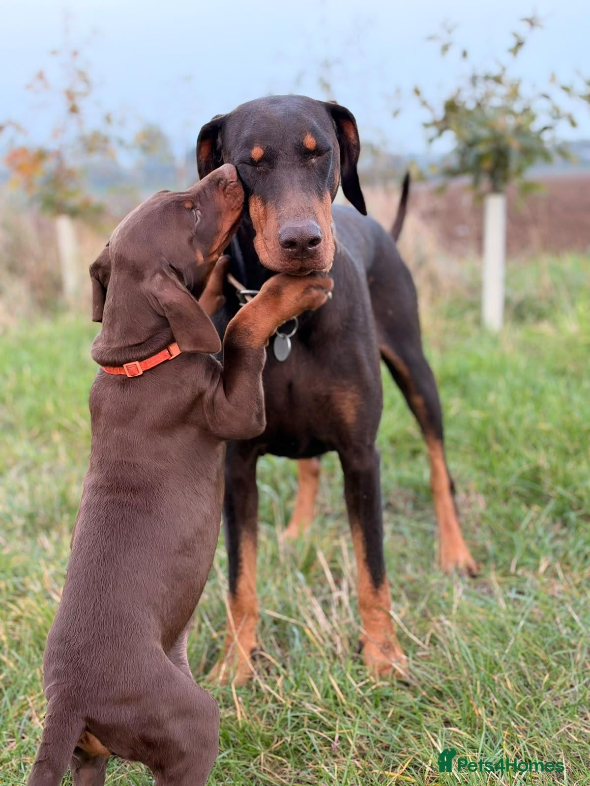 Dobermann dogs for sale: KC  reg Dobermann puppies ready NOW - Advert 2