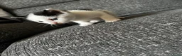 Mixed Breed cats for sale: 3 male kittens for sale  - Advert 28