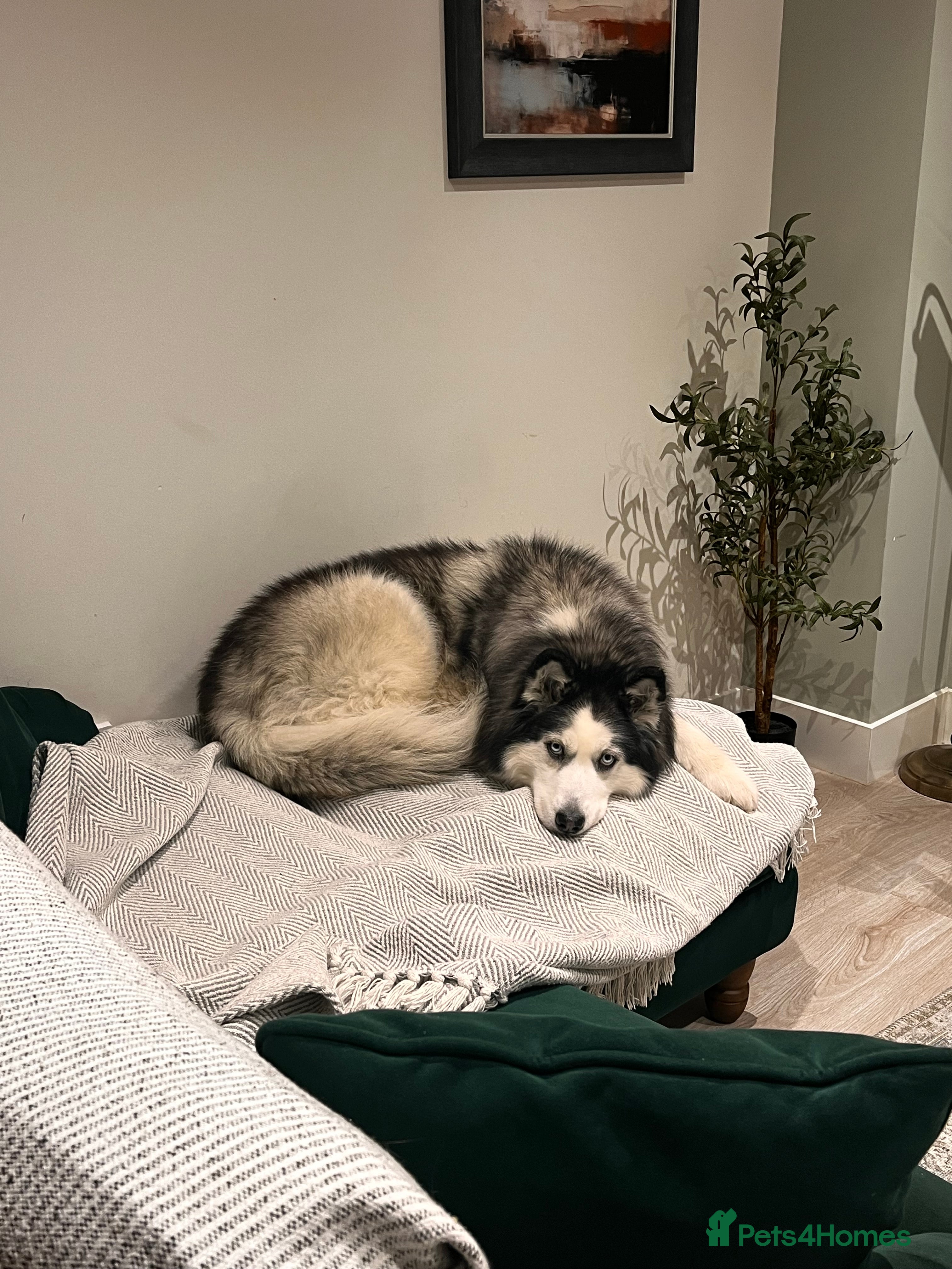 Siberian Husky dogs 8yr old husky - Advert 1