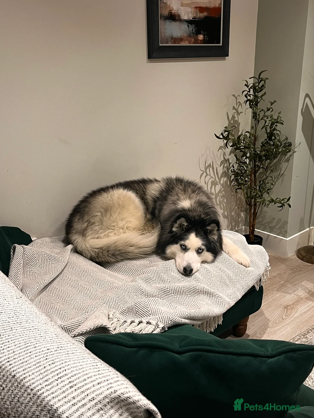 Siberian Husky dogs for sale: 8yr old husky - Advert 1