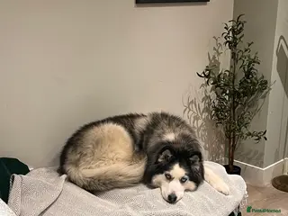 Siberian Husky dogs 8yr old husky - Advert 3