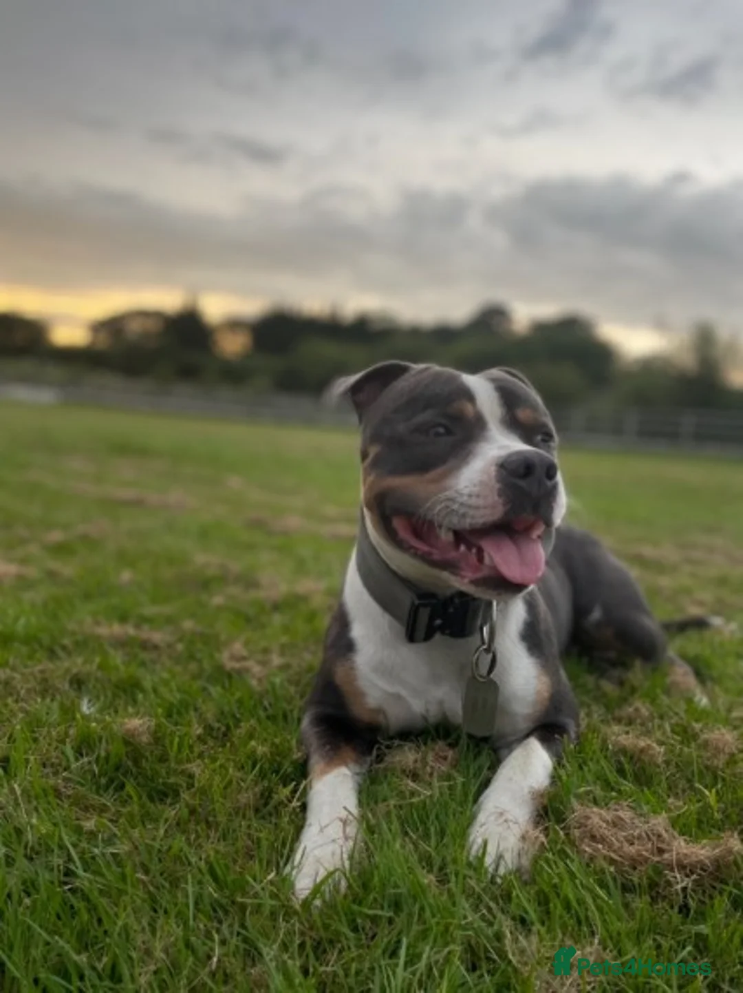 Staffordshire Bull Terrier dogs for stud: Tri blue PROVEN and only the best temperament in Swanage - Advert 5