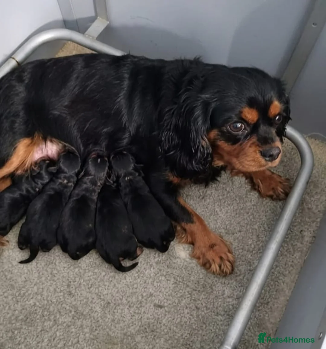Cavalier King Charles Spaniel dogs for sale: STUNNING BLACK AND TAN HEALTH CHECKED  - Advert 3
