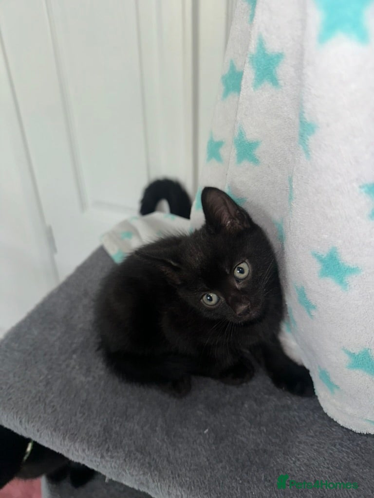 Mixed Breed cats for sale: Adorable, playful kittens ready now! in South Croydon - Advert 4