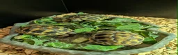 Hermann Tortoise reptiles for sale: Hermann tortoises  - Advert 1