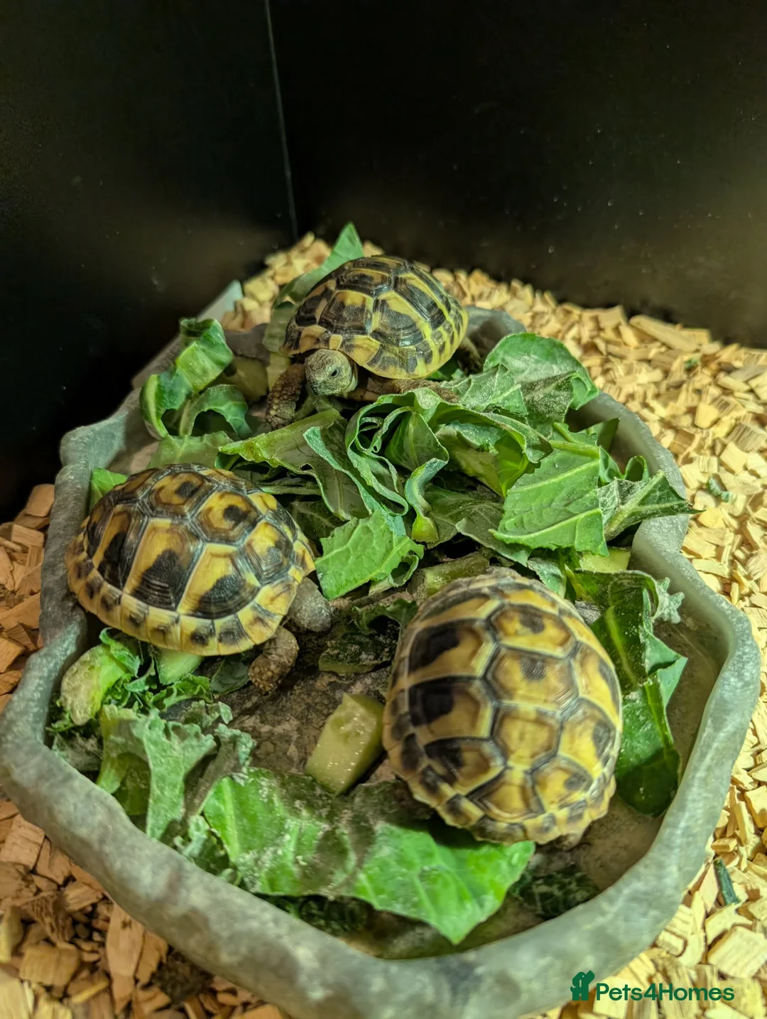 Hermann Tortoise reptiles for sale: Hermann tortoises  - Advert 1