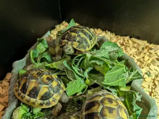 Hermann Tortoise reptiles Hermann tortoises - Advert 1