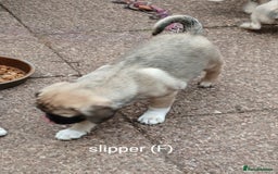 Pug dogs for sale: 4 beautiful Pug puppies for sale. - Image 7