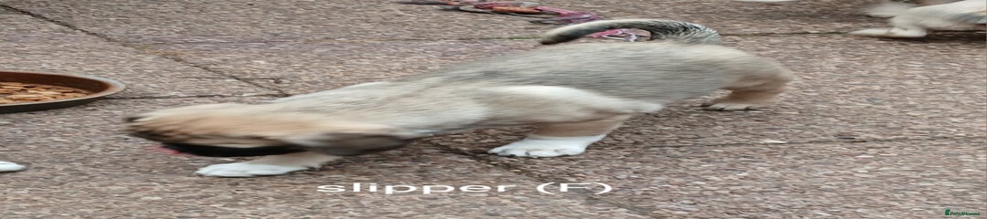 Slipper