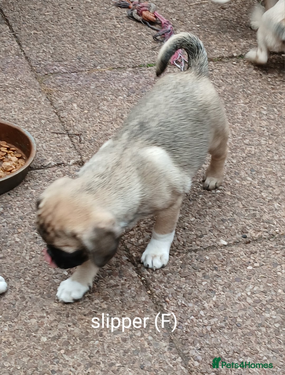Pug dogs for sale: 4 beautiful Pug puppies for sale. - Image 7