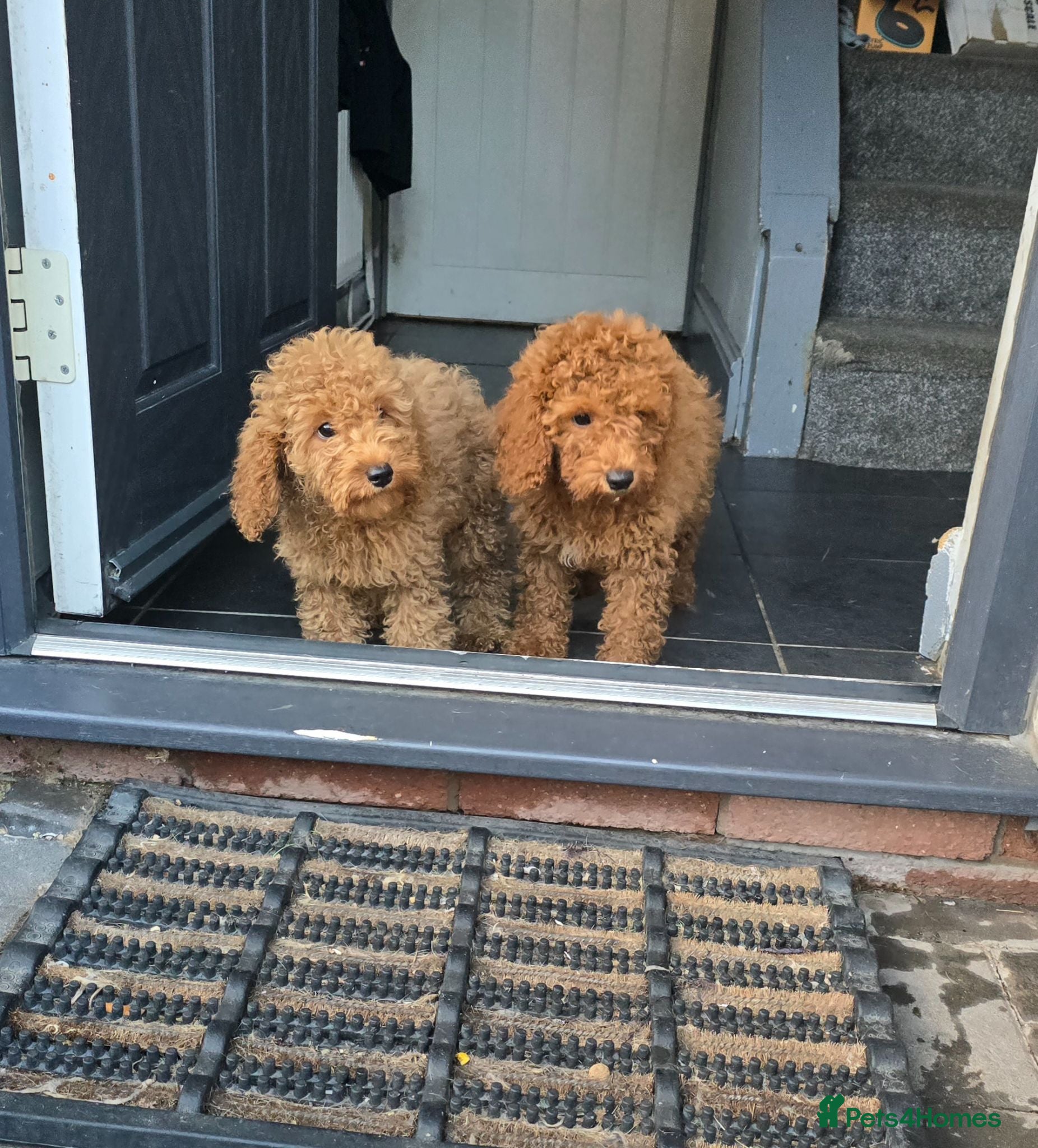 Cavapoo dogs BOYS ONLY cavapoo pups ready to leave  - Advert 2