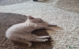 British Shorthair cats for sale: Lilac British short hair kittens for sale - Image 5