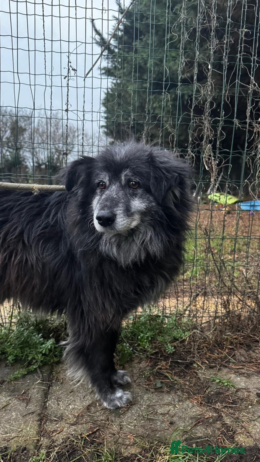 Mixed Breed dogs for adoption: Meet amazing MOOSE!!  - Advert 1