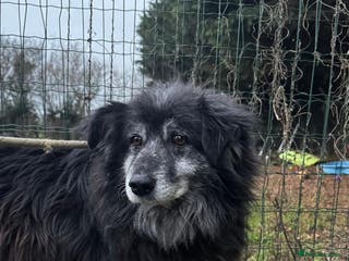 Mixed Breed dogs Meet amazing MOOSE!! - Advert 4