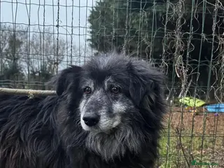 Mixed Breed dogs Meet amazing MOOSE!! - Advert 3