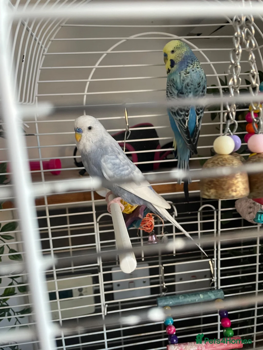 Budgerigars birds for sale: 2 budgies free to a good home  - Advert 5