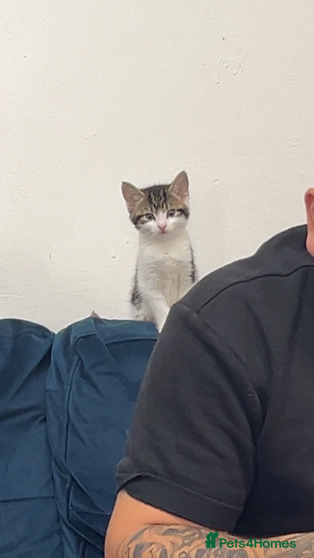 Mixed Breed cats for sale: Two Beautiful Female Kittens – 8 Weeks Ol - Advert 5