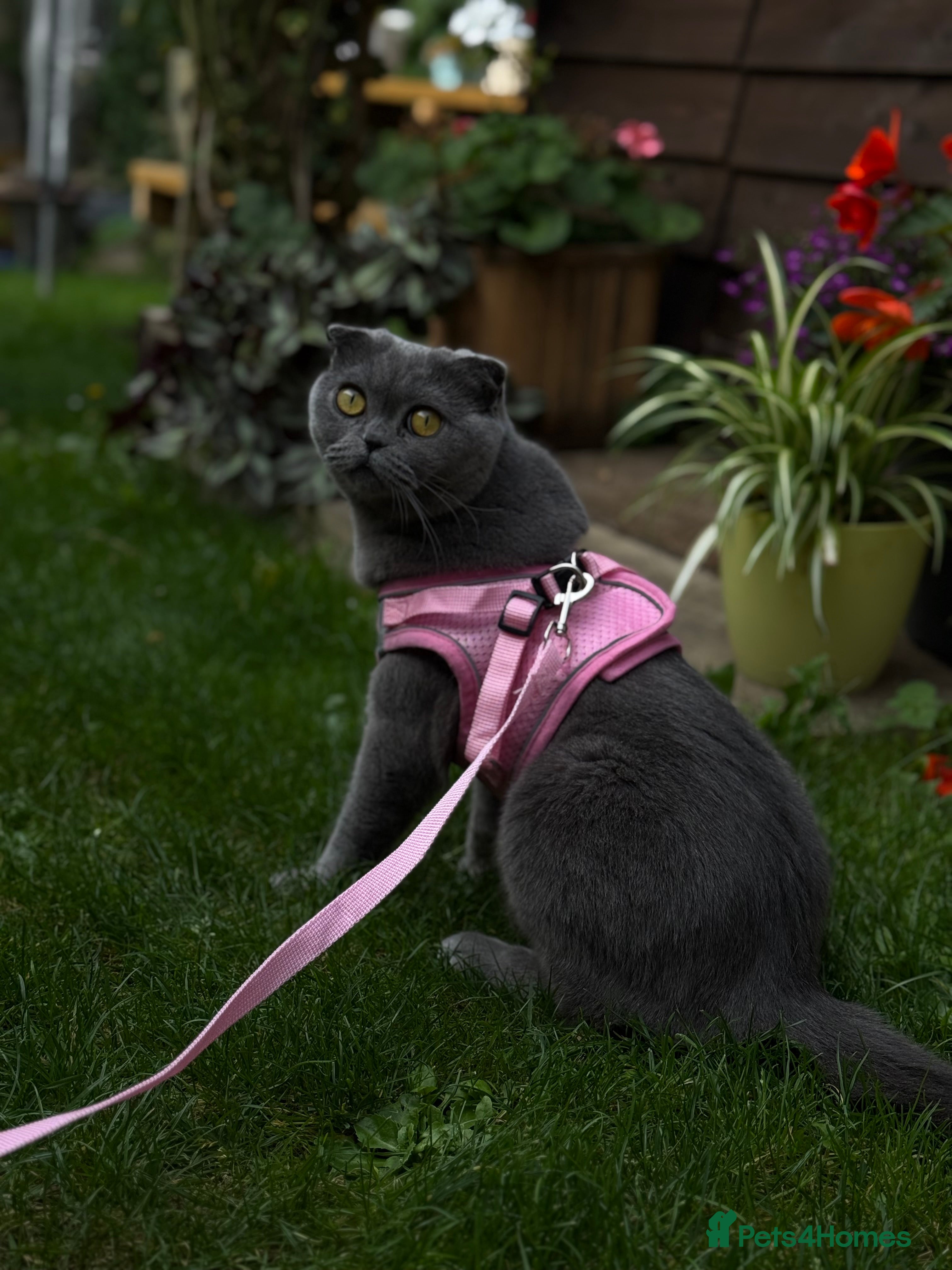 Scottish Fold cats 5 gorgeous kittens for sale - Advert 1