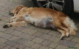Golden Retriever dogs for sale: Golden coloured KC reg Golden Retriever puppies - Image 3