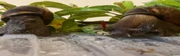 Snails invertebrates for sale: Juevenile Giant African land snails for sale in Letchworth Garden City - Advert 1