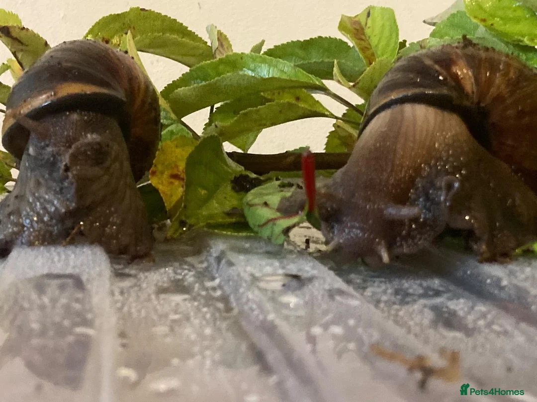 Snails invertebrates for sale: Juevenile Giant African land snails for sale in Letchworth Garden City - Advert 1