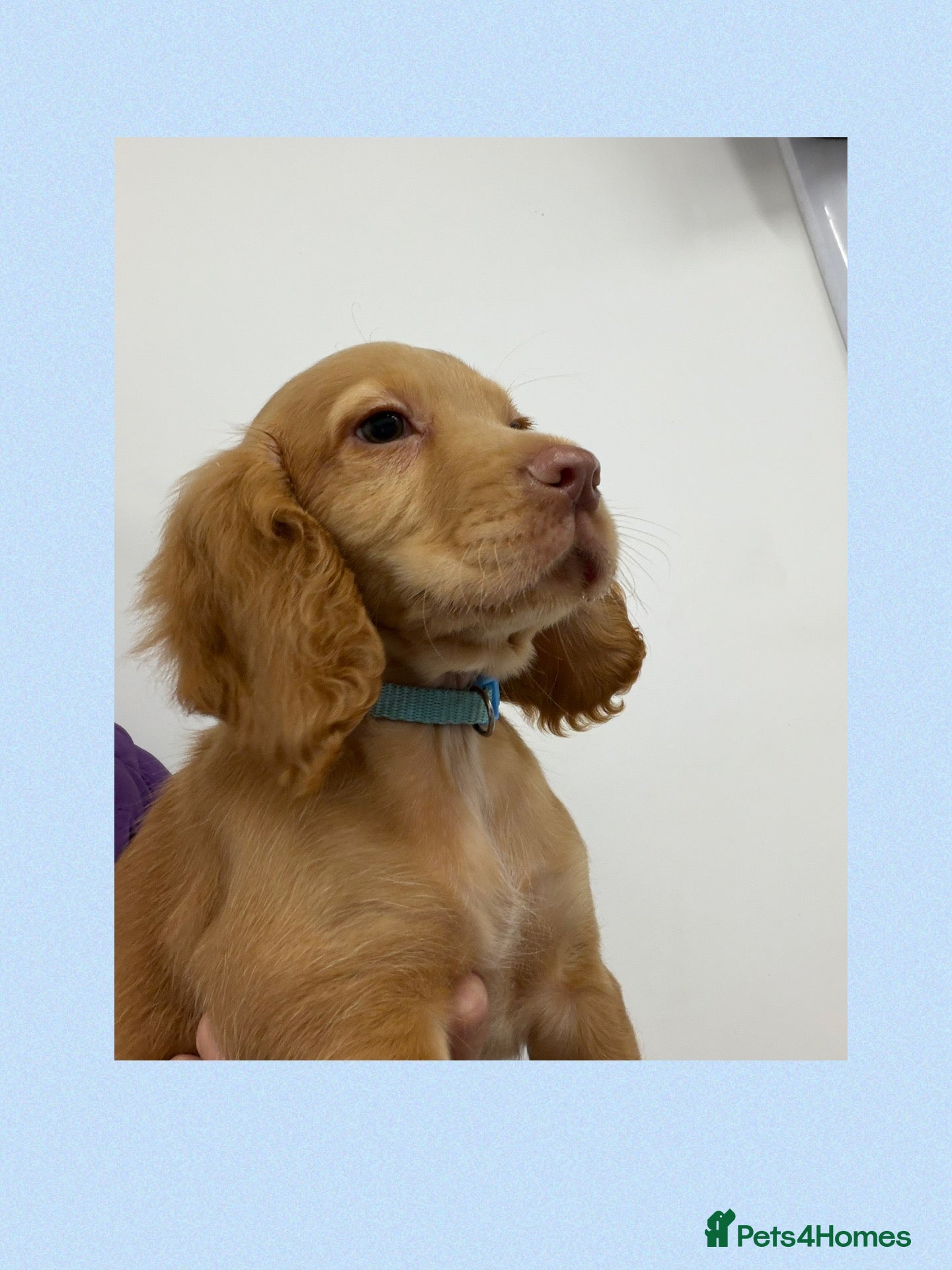 Cocker Spaniel dogs KC Registered Cocker Spaniels - Advert 1