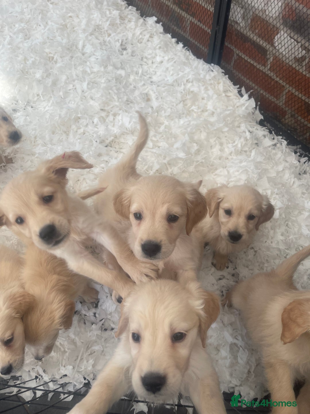 Golden Retriever dogs for sale: Full health tested golden retriever pups  - Image 5